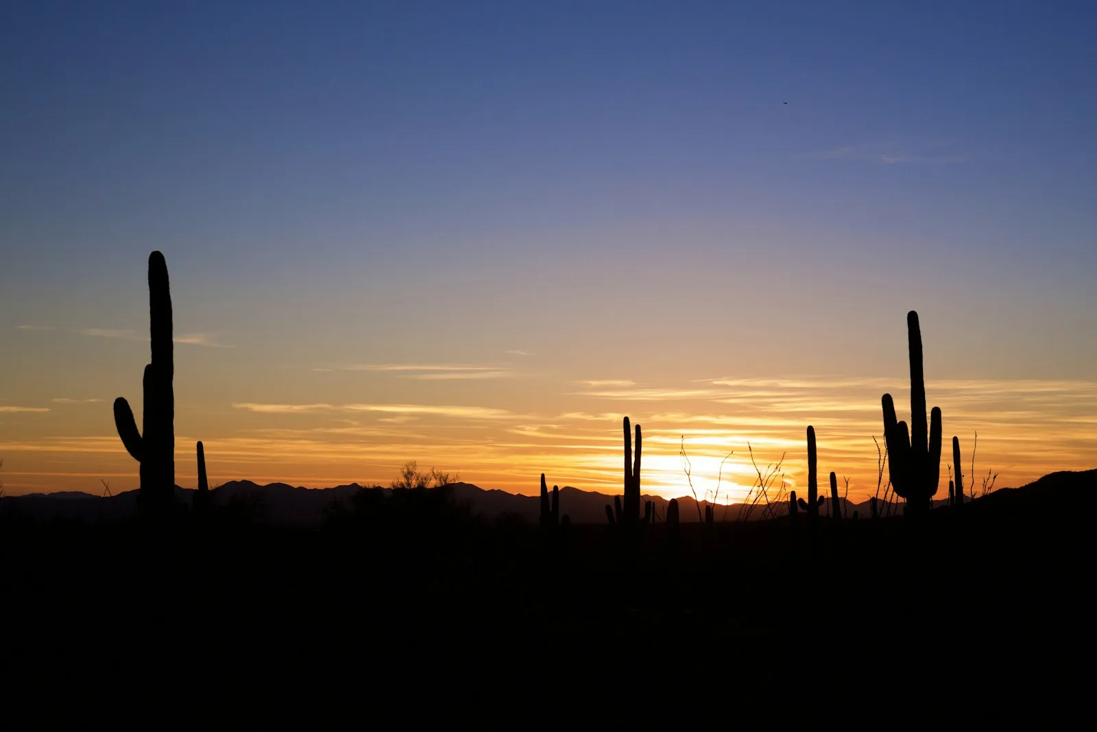 Saguaro cactus silhouettes at sunset in the Arizona desert